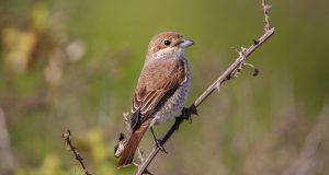 Αετομάχος, οικογένεια κεφαλάδων