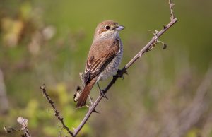 Αετομάχος, οικογένεια κεφαλάδων