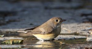 Μυγοχάφτες, μια ακόμα χρήσιμη ομάδα πουλιών για την ισορροπία της φύσης
