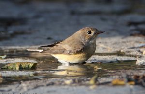 Μυγοχάφτες, μια ακόμα χρήσιμη ομάδα πουλιών για την ισορροπία της φύσης